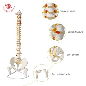 Insegnamento medico colonna vertebrale umana modello FRT014 modello pelvico spinale umano modello di colonna vertebrale sospesa mobile flessibile - Product Image 2