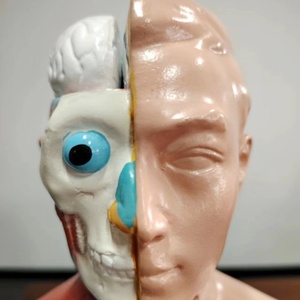 DARHMMY 42厘米无性别人体躯干模型18部分医学解剖模型 - Product Image 5