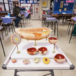 Modelo Anatómico Educativo del Desarrollo Folículovovoide Femenino, Modelo de Ciencia Médica, Ecológico, No Tóxico, Tamaño Real - Product Image 4