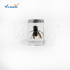 Plastomount Transparente con Insecto Encapsulado, Muestra Real <span class=keywords><strong>de</strong></span> Hymenoptera <span class=keywords><strong>para</strong></span> Investigación <span class=keywords><strong>de</strong></span> Laboratorio <span class=keywords><strong>de</strong></span> Entomología, CE/ISO/ROHS/CNAS - Product Image 2