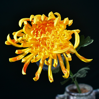 Fleur artificielle en latex de haute qualité, grande chrysanthème blanche et orange à tige unique, fleurs au toucher réel pour la décoration de la maison et des mariages