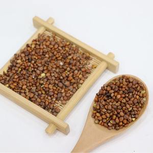 Vente en gros de graines de raphanier de Chine de haute qualité, variété complète, pour la cuisson à la wok - Product Image 3