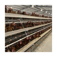 Équipement d'élevage avicole, cages à poules, performance optimale