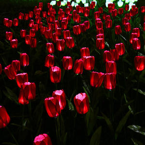 Guirlande lumineuse à LED pour paysage extérieur, rose <span class=keywords><strong>d</strong></span>'oreille <span class=keywords><strong>de</strong></span> <span class=keywords><strong>blé</strong></span> rougeoyante, lumières <span class=keywords><strong>de</strong></span> Noël et <span class=keywords><strong>de</strong></span> vacances avec lanternes - Product Image 3