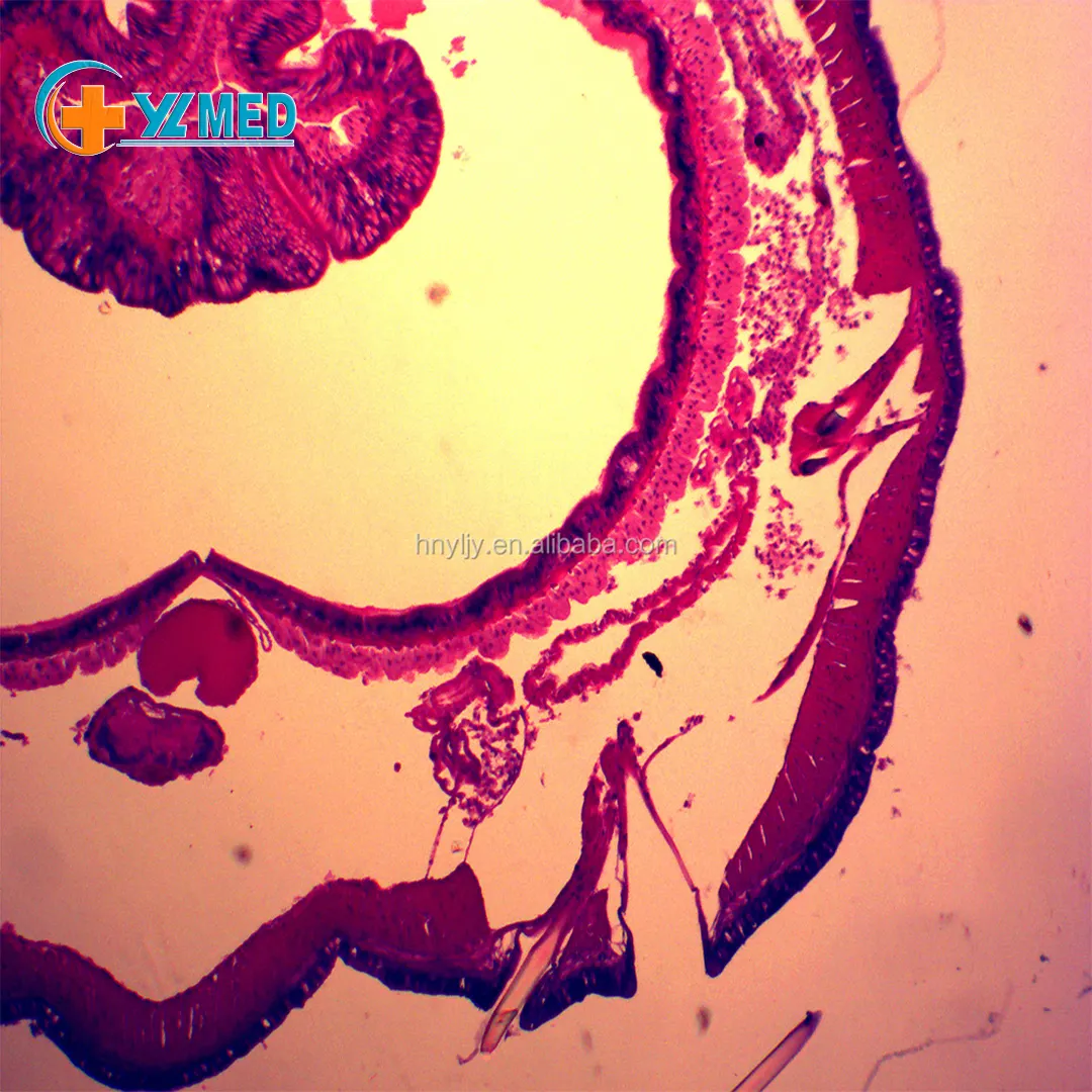 Biologie hohe Qualität und bester Preis Medizinische Parasitologie Medizinisches Mikroskop vorbereitete Objektträger für pädagogische Zwecke