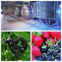 De Meest Populaire Xinyang 75m2 Fruit Vacuüm Vriesdroogmachine