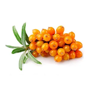 Cold Pressed Organic Sea Buckthorn Fruit Seed Oil Sea Buckthorn Extract For Health Care And Skin Care At Best Price