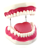 Modelo de Dientes Humanos Más Vendido para el Estudio de la Higiene Dental Humana, Juego con Modelo de Dientes Molares y de Lengua