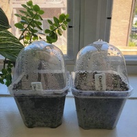 Conteneur de pot de jardinage en plastique durable pots de pépinière de plantes transparentes avec dôme d'humidité pour les semis légumes succulentes boutures