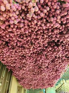 Tiges d'amarante globe séchées en gros, fleurs éternelles naturelles de Gomphrena pour la vente au détail aux fleuristes et les fournitures d'artisanat DIY - Product Image 3