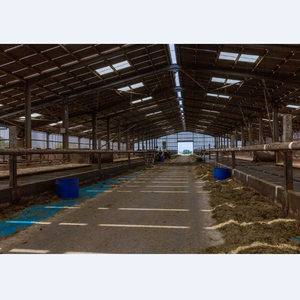 Edificio De Granja Lechera Con Estructura De Acero Prefabricada Batiment De Ferme Laitiere En Acero - Product Image 5
