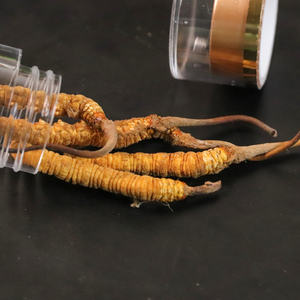 Natural Naqu <span class=keywords><strong>Cordyceps</strong></span> Tibet <span class=keywords><strong>Cordyceps</strong></span> Militaris Comida Orgânica Real Cogumelo <span class=keywords><strong>Cordyceps</strong></span> - Product Image 6