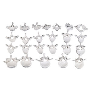 Modelo de vértebra torácica e lombar cervical branco com discos intervertebrais Modelo espinhal médico para uso de ensino - Product Image 1