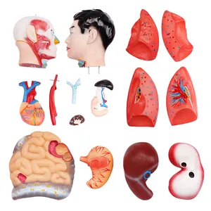 Biomedical Teaching Model 85cm Plastic Anatomical Human Body Model Male Torso 19 Parts