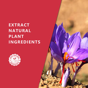 HL 100% Puros Óleos Essenciais Orgânicos Fábrica A Granel, 1kg Terapia Açafrão Absoluto Óleo Infundido Óleo Fragrância para Perfume Fazendo - Product Image 6