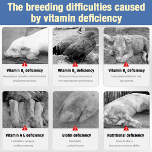 <b>Vitamins</b> Feed Additives Layer Egg Booster Broiler Growth Booster Egg Multivitamins Oral Solution for Poultry Turkey <b>Vitamin</b> - Product Image 6