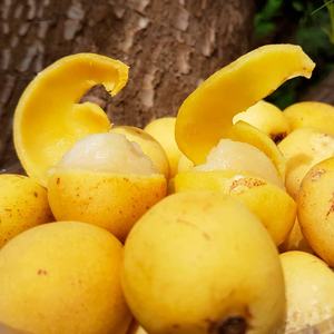 توريد شركة مصنعة للزيوت الحاملة للبيع بالجملة زيت مارولا المضغوط على البارد للعناية بالشعر والبشرة زيت مارولا العضوي النقي بكميات كبيرة - Product Image 3