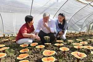 GANOHERB Orgânico Gano Herb Reishi Ganoderma Spore Extrato 3 em 1 Reishi Cápsula - Product Image 5