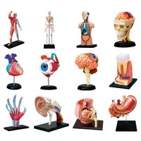 Modèle de Torse Humain Miniature en PVC de Haute Qualité pour l'Enseignement de la Biologie, l'Apprentissage des Sciences et l'Anatomie Médicale