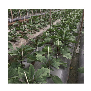 เสาไฟเบอร์เสริมแรงสำหรับเพาะชำและปลูกต้นไม้ - Product Image 1