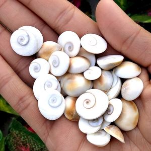 Pierre d'œil de Shiva naturelle, pierre précieuse Sami, pierre précieuse Gomti Chakra, coquille de mer, vente en gros, Feng Shui, pierre précieuse certifiée par un tiers - Product Image 2