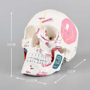 Modelo Anatómico de Cráneo y Dientes M5009 de Resina, Herramienta de Enseñanza y Práctica Dental para Ciencias Médicas, para Entrenamiento en Escuelas - Product Image 1