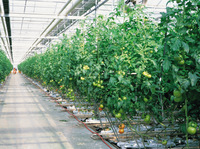 Serre commerciale pour la culture de tomates - Couverture en PE durable et ventilation pour légumes, fruits, fleurs, arbres