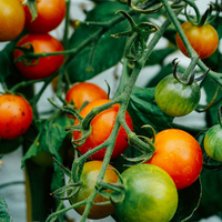 Kit de serre agricole commerciale GT Tomato, cadre en plastique, film plastique, serre multi-spans à vendre