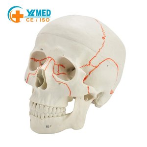 Modelo de <span class=keywords><strong>Cráneo</strong></span> Humano con <span class=keywords><strong>Suturas</strong></span> Numeradas para Enseñanza Médica, <span class=keywords><strong>Cráneo</strong></span> Anatómico con <span class=keywords><strong>Suturas</strong></span> Numeradas para Escuelas y Hospitales - Product Image 2