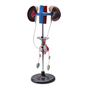 Sistema urogenitale maschile sistema di riproduzione dei genitali e urinari dei reni della vescica renale - Product Image 3