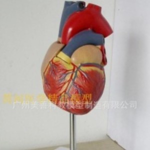 Modèle de cœur humain 1:1, Doppler couleur à ultrasons, modèle pédagogique d'anatomie cardiaque en cardiologie médicale, cœur naturel grandeur nature - Product Image 1