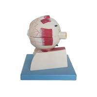 Model Anatomi Mata Manusia dengan Pembesaran Orbit, Bingkai Bola Mata dengan Rongga Orbital SMD1503 untuk Pengajaran, Buatan China