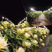 15W Dragon Fruit Gloeilamp Led Grow Led Kweeklampen Voor Kamerplanten