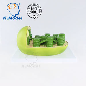 Modelo Educativo de Biología KS-C3 de Cloroplasto para Estudiantes - Product Image 5