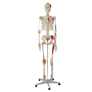 Modelo preciso de esqueleto humano de medio músculo, medio ligamento, ciencia médica, dibujado a mano con números, modelo de esqueleto - Product Image 6