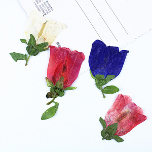 Fleurs de clochettes séchées naturelles pressées pour la fabrication de bijoux DIY, accessoires d'artisanat en résine époxy, spécimen de plante véritable - Product Image 2