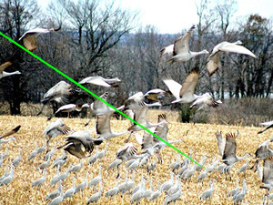 <span class=keywords><strong>Laser</strong></span> à longue portée pour oiseaux, pointeur <span class=keywords><strong>laser</strong></span> vert portatif le plus puissant, dispositif de contrôle des oiseaux commercial - Product Image 6