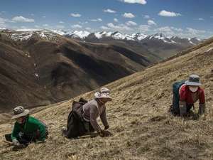 <span class=keywords><strong>Cordyceps</strong></span> Berasal dari Naqu County Yang Tumbuh Di <span class=keywords><strong>Tibet</strong></span>-Qianhai Highland dengan 5000 Meter Ketinggian - Product Image 5