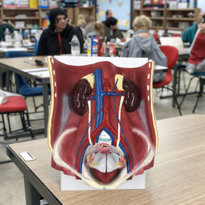 Pvc Dual <span class=keywords><strong>Sex</strong></span> Urinewegstelsel Anatomiemodel 6 Delen Menselijk Urinestelsel - Product Image 2