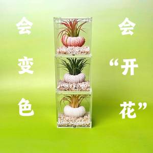 Air plants and sea urchin shells: a new creative <b>mini</b> green plant set for lazy people, perfect for indoor desktops and offices. - Product Image 1