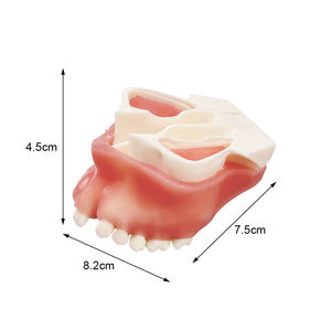 Hoogwaardig tandmodel voor onmiddellijke implantatopraktijk, geschikt voor demonstraties bij tandartsen en studententraining - Product Image 3