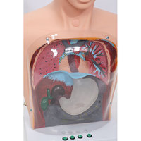Modèle de lavage gastrique DARHMMY Medical Science PVC Male Bust pour la formation des écoles et des hôpitaux