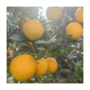 Naranjas Frescas Dulces y Jugosas, Naranjas Navel <span class=keywords><strong>de</strong></span> 70-85mm, Calidad <span class=keywords><strong>de</strong></span> Exportación, en Caja para Venta al Por Mayor - Product Image 3
