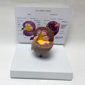 แบบจำลองกายวิภาคไตแมว โครงสร้างไตแมวแบบปกติและแบบผิดปกติ สำหรับ<span class=keywords><strong>การ</strong></span>สอนสัตวแพทย์ - Product Image 4