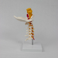 Modelo Anatómico Cervical Avanzado DARHMMY - 7 Vértebras con Hueso Occipital y Tronco Cerebral para Educación Médica
