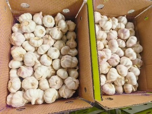 Ajo recién cosechado de Shandong, exportador confiable, fábricas con tamaños que van de 4.5-7 cm, con varias opciones disponibles. - Product Image 5