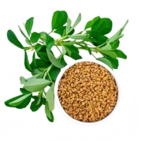 Extrait de graines de fenugrec naturel en poudre, compléments nutritionnels, approvisionnement en vrac