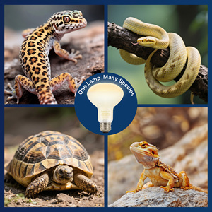 소형 애완 동물 파충류를 위한 엄격한 품질의 파충류 구근 E26 R80 젖빛 유리 에너지 절약형 방폭 난방 조명 - Product Image 6