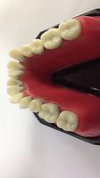 Modelo Dental de Ortodoncia con Dientes Tipodónticos Integrados en Cera Roja y Resina para Práctica de Posicionamiento de Brackets y Entrenamiento de Curvado de Arcos
