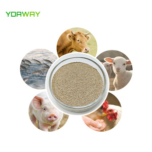 Thức ăn khô men thức ăn phụ gia Saccharomyces cerevisiae bột cho thức ăn chăn nuôi đường ruột sức khỏe - Product Image 4